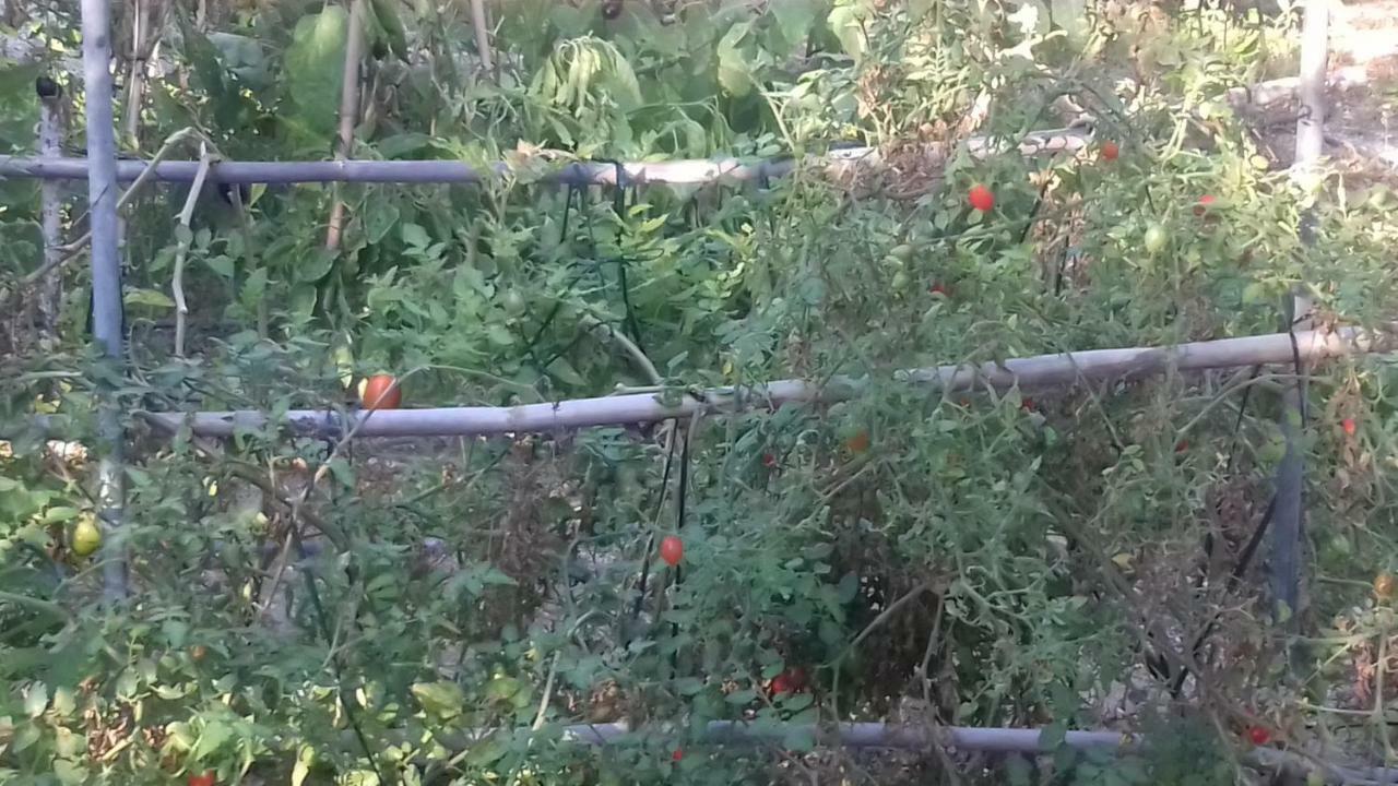 To Spiti Tou Papa Sto Vouno Pensionat Kamilari Eksteriør billede
